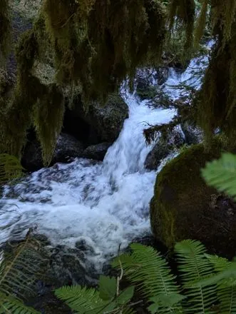 Through the ferns