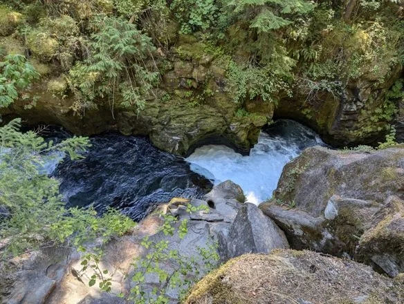 River through the moss