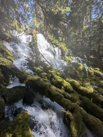 Moss and light